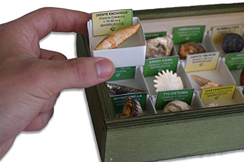 MINERALES Y FOSILES NANO Colección de 15 Fósiles del Mundo en Caja de Madera Natural - Fósiles Reales educativos con Etiqueta informativa a Color. Kit de Ciencia de Geología para niños.