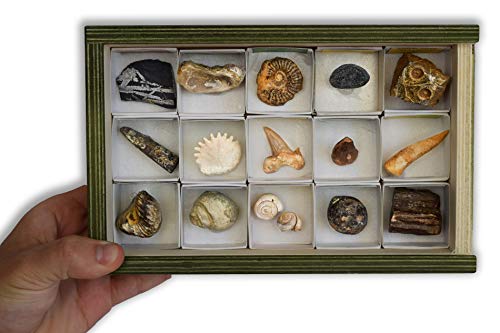 MINERALES Y FOSILES NANO Colección de 15 Fósiles del Mundo en Caja de Madera Natural - Fósiles Reales educativos con Etiqueta informativa a Color. Kit de Ciencia de Geología para niños.