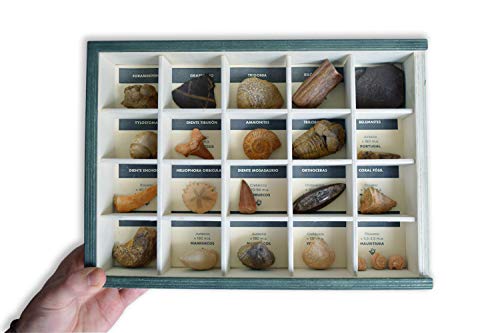 MINERALES Y FOSILES NANO Colección de 20 Fósiles del Mundo en Caja de Madera Natural - Fósiles Reales educativos de Gran tamaño con Hoja de descripción. Kit Geología para niños