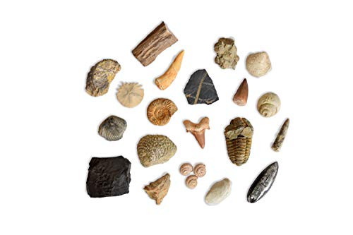 MINERALES Y FOSILES NANO Colección de 20 Fósiles del Mundo en Caja de Madera Natural - Fósiles Reales educativos de Gran tamaño con Hoja de descripción. Kit Geología para niños