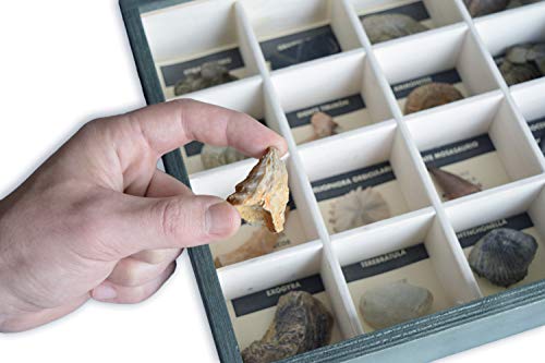 MINERALES Y FOSILES NANO Colección de 20 Fósiles del Mundo en Caja de Madera Natural - Fósiles Reales educativos de Gran tamaño con Hoja de descripción. Kit Geología para niños