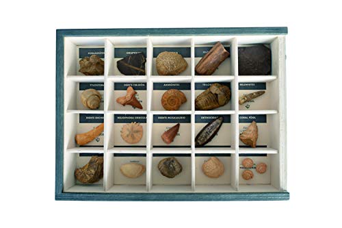 MINERALES Y FOSILES NANO Colección de 20 Fósiles del Mundo en Caja de Madera Natural - Fósiles Reales educativos de Gran tamaño con Hoja de descripción. Kit Geología para niños