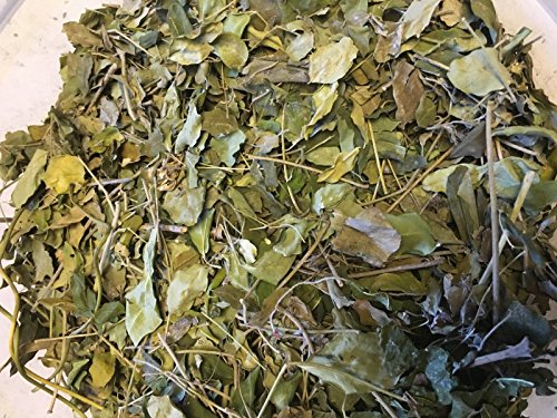 Moringa hojas – Vitaminas + Nutrientes Pur – Forro para Gambas, cangrejos y krebse & Co