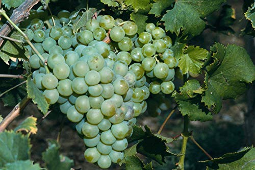 Moscatel Floralis, Vino de Postre - 750ml