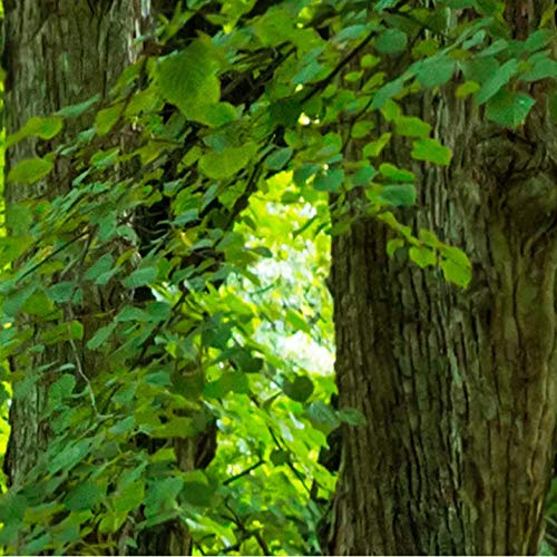 mural pared Custom Any Size Mural Pintura de pared Verde Big Tree Boulevard 3D Wallpaper de la sala de estar Dormitorio Decoración Dormitorio Mural-350cmx245cm