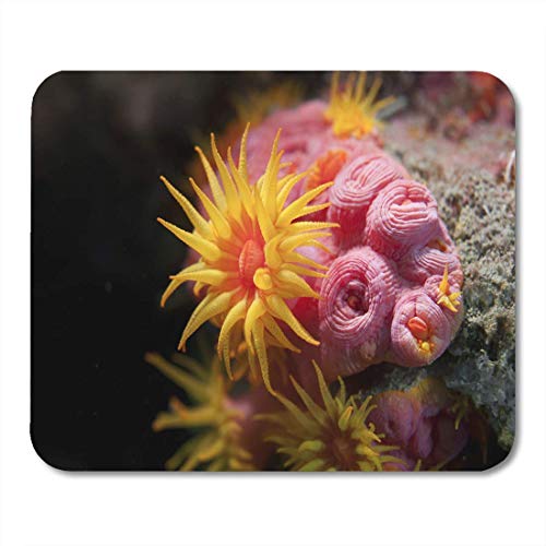 N\A Alfombrillas de ratón Scuba Pink Reef Orange Cup Coral Tubastraea Coccinea Bonaire Alfombrilla de ratón para notebooks, computadoras de Escritorio, Alfombrillas, Suministros de Oficina