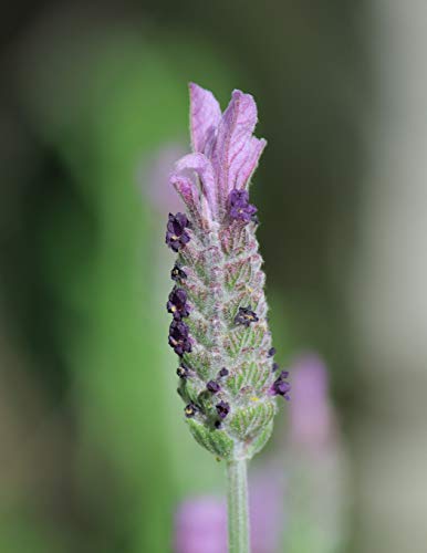 Notebook: Lavender flowers nature mauve purple plant plants perfume scent aromatherapy aroma