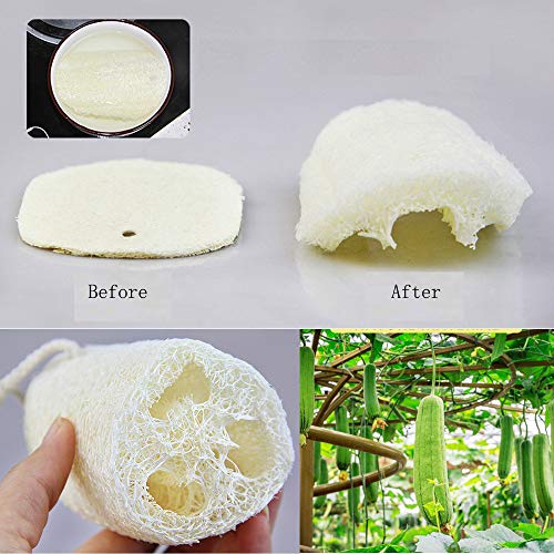 Nsiwem Loofah Natural 8 Piezas Esponjas de luffa Orgánico Esponja Lufa Loofah Esponjas Platos Biodegradable y ecológico para Limpieza de Cocina y Lavado de Ducha
