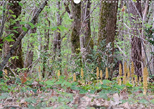 Orchidees du Périgord (calendrier mural 2020 din a3 horizontal) - belles et fragiles fleurs sauvages (Calvendo Nature): Belles et fragiles fleurs sauvages (Calendrier mensuel, 14 Pages )