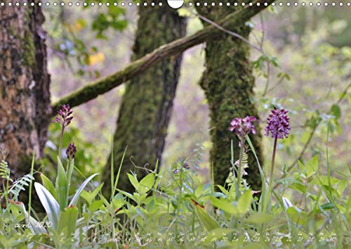 Orchidees du Périgord (calendrier mural 2020 din a3 horizontal) - belles et fragiles fleurs sauvages (Calvendo Nature): Belles et fragiles fleurs sauvages (Calendrier mensuel, 14 Pages )