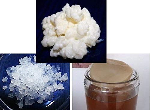Pack Kéfir de Leche 40g + Kéfir de Agua 100g + Kombucha SCOBY Frescos