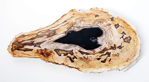 Petrificado Madera Fosil 25 cm x 32 cm, peso 2,7 kg pulidos