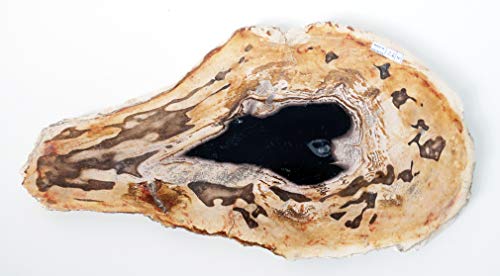 Petrificado Madera Fosil 25 cm x 32 cm, peso 2,7 kg pulidos