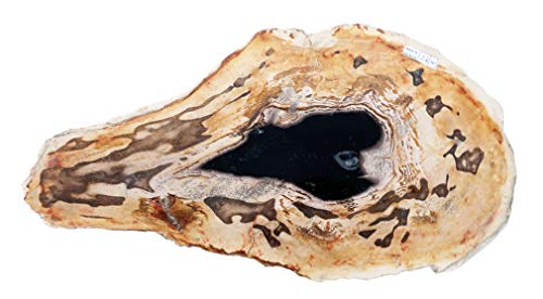 Petrificado Madera Fosil 25 cm x 32 cm, peso 2,7 kg pulidos