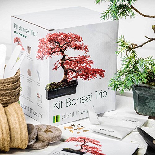 Plant Theatre Kit Bonsai Trio - 3 árboles de Bonsai distintivos para crecer.