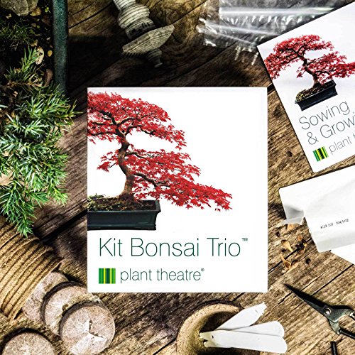 Plant Theatre Kit Bonsai Trio - 3 árboles de Bonsai distintivos para crecer.