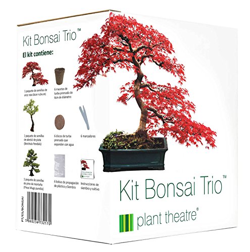 Plant Theatre Kit Bonsai Trio - 3 árboles de Bonsai distintivos para crecer.
