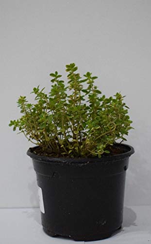 Plantas Naturales y Aromáticas - Pack 12 Plantas de Temporada Variadas 10,5 cm ø- VIPARGARDEN 1