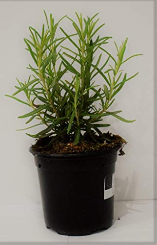 Plantas Naturales y Aromáticas - Pack 12 Plantas de Temporada Variadas 10,5 cm ø- VIPARGARDEN 1