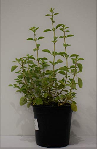 Plantas Naturales y Aromáticas - Pack 12 Plantas de Temporada Variadas 10,5 cm ø- VIPARGARDEN 1