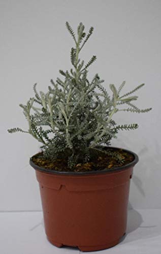 Plantas Naturales y Aromáticas - Pack 12 Plantas de Temporada Variadas 10,5 cm ø- VIPARGARDEN 1