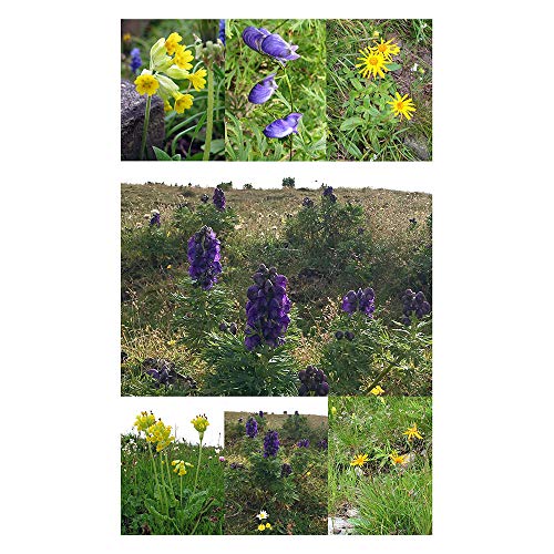 Plantas protegidas - kit regalo de semillas con 3 especies de flores silvestres amenazadas de extinción