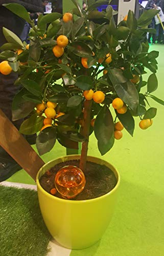 Plantpal Lote de 2 globos de riego grandes Nueva visión clara del nivel de agua en colores claros. Regadera para plantas de vacaciones y uso diario.