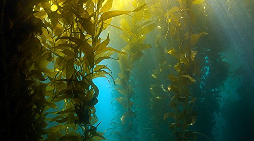 Polvo de algas marinas (Kelp) - 100g