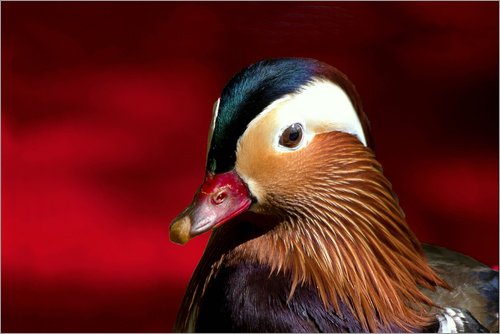 Posterlounge Cuadro de Aluminio 100 x 70 cm: Mandarin Duck Against Red de Editors Choice