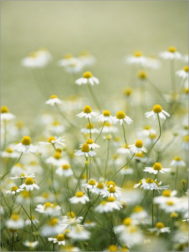 Posterlounge Cuadro de Aluminio 60 x 80 cm: Real Chamomile, Medicinal Plant de Herbert Kehrer/Mauritius Images