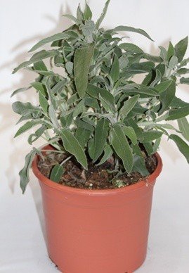 Salvia (Maceta 19 cm Ø) - Planta viva - Planta aromatica