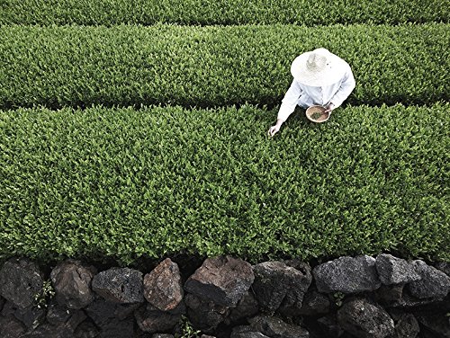 Samdayon mit Jeju Tangerinen aus Jeju / 삼다연 제주영귤 1.8 g x 10 Bag