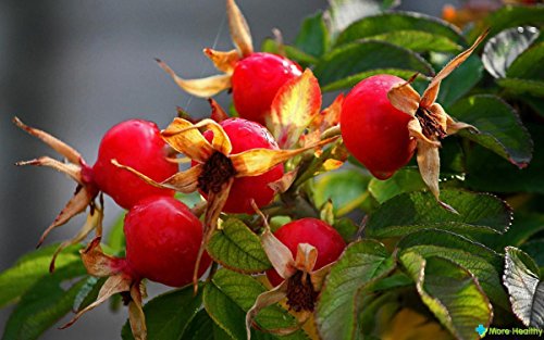 ScoutSeed Semillas de arbusto de rosa mosqueta de Ucrania