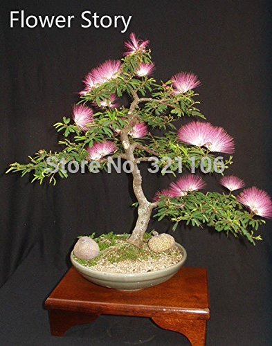 Semillas 25Albizia Julibrissin Tree (árbol del Mimosa / PERSA SILK) - mini bonsai en maceta, jardín de DIY, la promoción de grandes