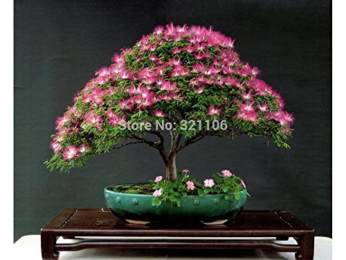 Semillas 25Albizia Julibrissin Tree (árbol del Mimosa / PERSA SILK) - mini bonsai en maceta, jardín de DIY, la promoción de grandes