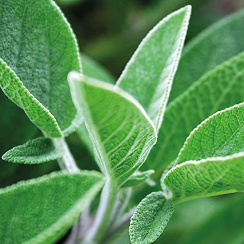 Sprout lápices plantables - Mindful Edition | Pack de 5 lápices de grafito de madera natural | producto ecológico sin de lápices