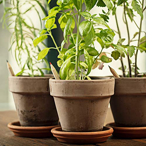 Sprout lápices plantables - Mindful Edition | Pack de 5 lápices de grafito de madera natural | producto ecológico sin de lápices