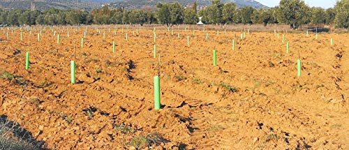 TODOCULTIVO Protector Árbol Perforado y Biselado de 60 cm. de Altura. Pack de 20 Unidades Protección contra Animales de tamaño pequeño y Medio.