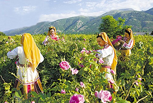 TooGet Brotes Naturales de Rosas Rojas Fragantes Pétalos de Rosa Flores Secas Al por Mayor - 115g