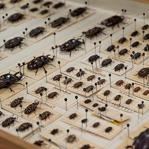 UKCOCO Paquete de 300 pines para insectos de acero inoxidable, tamaños 1 2 3 con un recipiente de plástico duro para entomología del laboratorio escolar Colectores de mariposas, polillas e insectos
