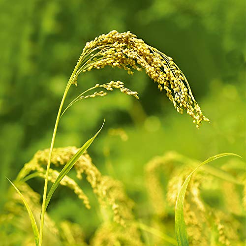 WELEDA Champú Nutritivo con Mijo (1x 190 ml)