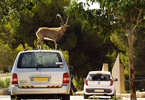 Wilde Metropolen - Tierisch urban [Alemania] [DVD]