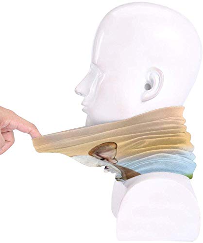 WlQshop Calentadores de Cuello Running Pug Dog Neck Gaiter Mascarilla Bufandas Headband For Men Women Sun UV Wind Dust Protection Skiing Riding Running