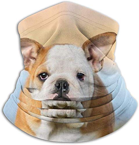 WlQshop Calentadores de Cuello Running Pug Dog Neck Gaiter Mascarilla Bufandas Headband For Men Women Sun UV Wind Dust Protection Skiing Riding Running