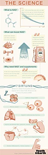 Youth & Earth NMN Nicotinamide Mononucleotide - 10g de Polvo Sublingual Puro de Mononucleótido de Nicotinamida - Suplemento NAD hecho en el Reino Unido