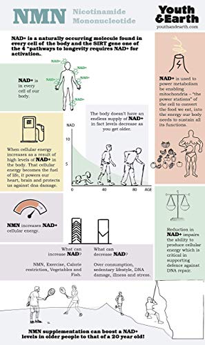 Youth & Earth NMN Nicotinamide Mononucleotide - 10g de Polvo Sublingual Puro de Mononucleótido de Nicotinamida - Suplemento NAD hecho en el Reino Unido