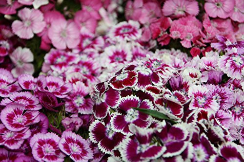 100 + SEMILLAS CLAVEL Flor - SWEET WILLIAM ROSA GROUNDCOVER MIX - FastShip EE.UU.
