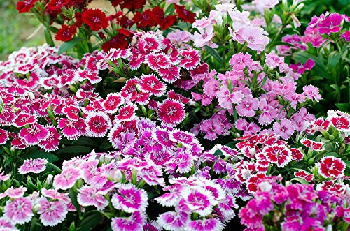 100 + SEMILLAS CLAVEL Flor - SWEET WILLIAM ROSA GROUNDCOVER MIX - FastShip EE.UU.