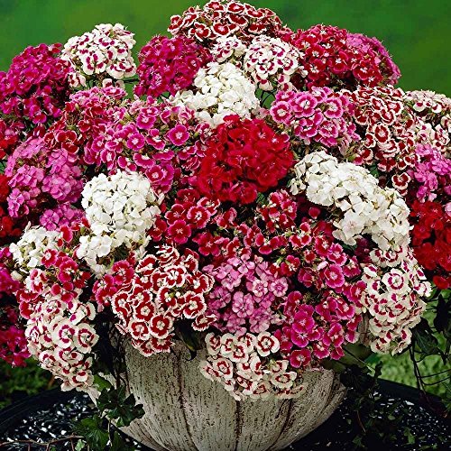 100 + SEMILLAS CLAVEL Flor - SWEET WILLIAM ROSA GROUNDCOVER MIX - FastShip EE.UU.