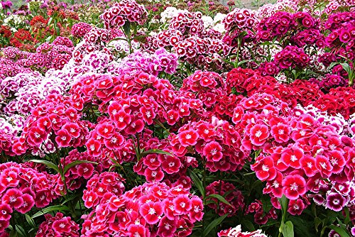 100 + SEMILLAS CLAVEL Flor - SWEET WILLIAM ROSA GROUNDCOVER MIX - FastShip EE.UU.